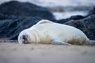 躺在海滩上的野生海豹写真图片下载