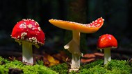红色盘状真菌蘑菇写真图片下载