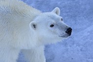 野生白色北极熊写真高清图片