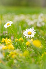 绿色草地黄色花朵白色小雏菊精美图片