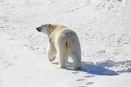 行走在雪地里的北极熊精美图片