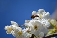 蓝天白色樱花蜜蜂写真图片大全