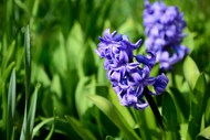 春天花草丛紫色风信子写真精美图片
