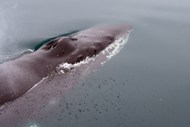 座头鲸露出水面呼吸高清图片