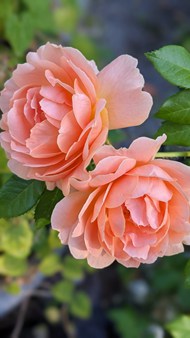 粉橙色玫瑰花微距特写写真精美图片