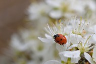 微距白色花朵七星瓢虫写真精美图片