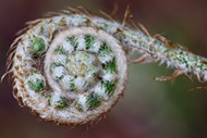 微距特写蕨类植物卷写真图片大全