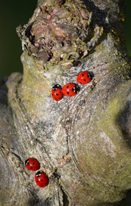树桩上栖息的七星瓢虫精美图片