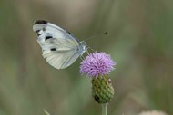 停歇在花簇上的白色蝴蝶高清图片