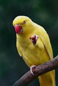 站在树枝上的黄色鹦鹉图片下载