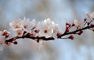 唯美意境樱花树枝写真精美图片
