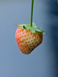 未熟透的红色草莓图片下载