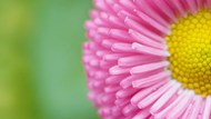 微距特写粉色菊花花蕊写真高清图片