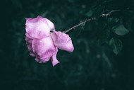 雨后花瓣凋落的粉玫瑰精美图片