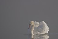 雾气朦胧白色疣鼻天鹅写真精美图片