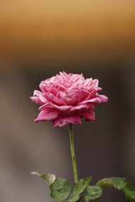 一支粉色淡雅玫瑰花枝写真精美图片
