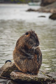 野生海狸啮齿动物写真图片大全