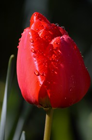 微距特写雨后红色郁金香花苞高清图片
