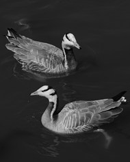 池塘黑白风格斑头雁写真图片大全
