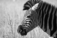 非洲草原斑马黑白写真图片下载