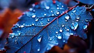 秋天雨后树叶水滴写真图片