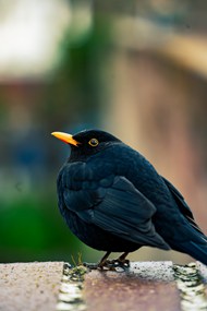 黑色八哥鸟写真精美图片