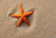 海边沙滩棘皮类动物海星精美图片