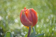 春天橙红色郁金香花开写真精美图片