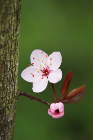 一朵粉色桃花盛开写真高清图片