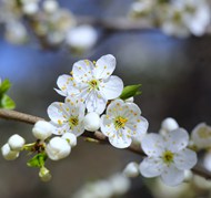春天白色樱花树樱花写真精美图片