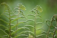 春天绿色野生蕨类植物写真图片