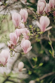 清新淡雅粉色木兰花写真图片下载