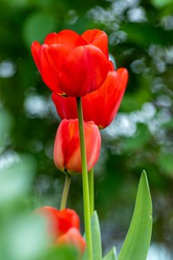 红色郁金香花枝写真高清图片
