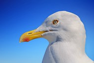 蓝天白色海鸥头部特写写真精美图片