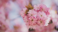 春天粉色樱花微距特写写真图片大全