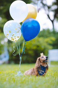 绿色草地气球腊肠犬写真图片
