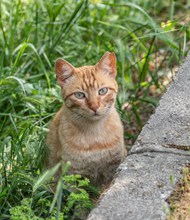 站在草丛里的小猫咪高清图片