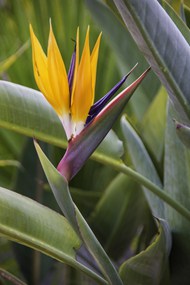 黄色鹤望兰花朵写真图片