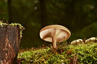 树林山坡硬柄小皮伞蘑菇写真高清图片