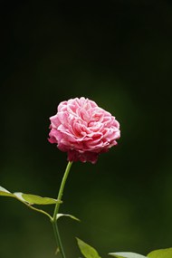 野生粉色玫瑰花微距特写写真图片大全