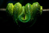 绿树蟒蛇写真精美图片