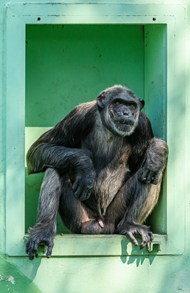 野生保护动物黑猩猩写真图片大全