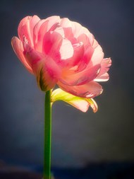 一株粉色淡雅花朵写真图片