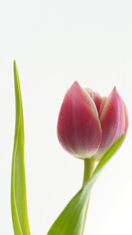 微微绽放的粉色郁金香花图片下载