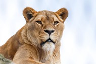 凝视远方的母狮子写真高清图片
