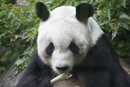 正在啃竹子的大熊猫写真高清图片