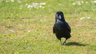 草地上行走的腐肉乌鸦图片