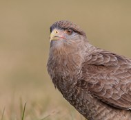 野生棕色翅膀苍鹰写真图片下载