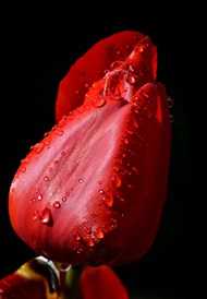 布满水珠的红色郁金香花苞精美图片