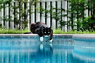泳池玩耍的黑色小猫咪精美图片